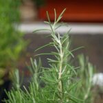 Pine-scented rosemary plant (Rosmarinus 'Pine Scented')